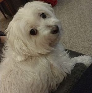 Meet your Posher, Bethany